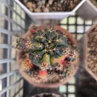 ราคา ยิมโนแม่ลูกดก 'ด่าง' ‍‍‍ Gymnocalycium damsii Variegated กระบองเพชร/แคคตัส (cactus) (41907465258)