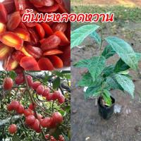 ราคา ต้นมะหลอดหวาน ต้นแข็งแรงพร้อมปลูก (26772296886)