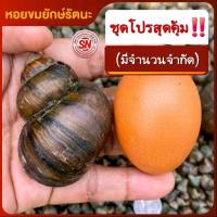 ราคา (ชุด 1) หอยขมยักษ์รัตนะ จากฟาร์มสวนเกษตรนานาพันธุ์ 100% (29627126826)