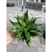 ราคา วาสนาเก้าชั้น ต้นไม้มงคล กระถาง 5-6 นิ้ว (48701786268)