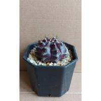 ราคา ยิมโน Gymno ม่วงด่าง ต้นใหญ่ (7979375315)