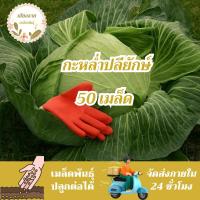 ราคา เมล็ดพันธุ์ กะหล่ำปลียักษ์ 150 เมล็ด Giant Russian Cabbage Seed เมล็ดพันธุ์แท้100% นำเข้าจากต่างประเทศ ปลูกผัก สวนครัว (41624673809)