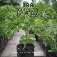 ราคา เคล (Kale) / คะน้าใบหยิก ถุง 5" (29273960794)