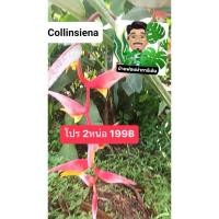ราคา Heliconia collinscienaหน่อเฮลิโคเนีย (25158453922)