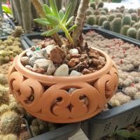 ราคา กระถาง ดินเผา ลายฉลุ ได้ 1 ชิ้น กว้าง 6 นิ้ว จัดสวนถาด ตกแต่งสวน บ้าน พร้อมส่ง (22156245806)