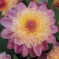 ราคา 1 เหง้า รักเร่ ดาร์เลีย Dahlia สายพันธุ์ Powder-Puff สีชมพู หัวรักเร่ ดอกรักเร่ รักแรกพบ เฟิร์สเลิฟ (21181048478)