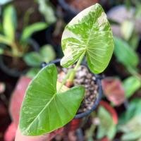 ราคา บอนกระดาดด่างขาวสวยๆ (15702179569)