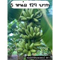 ราคา หน่อกล้วย หน่อกล้วยไข่พันธุ์กำแพงเพชร แท้ 100% ชุดละ5หน่อเพียง129บาท หน่อสมบูรณ์ ขุดสด มีรากทุกหน่อ จัดส่งทุกวัน (25737070281)