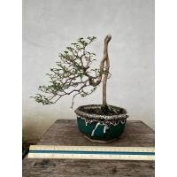 ราคา ต้นบอนไซเชอรี่แคระ ทรงแปลก หายาก (40114451553)