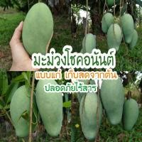 ราคา มะม่วงโชคอนันต์ เก็บใหม่จากต้น (900g.)ปลอดภัยไร้สาร (29783203597)