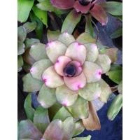 ราคา นีโอ​ ไฮบริด​ สับปะรดสี (12642656208)