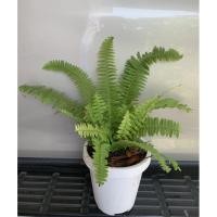 ราคา ต้นเฟิร์น กระถาง 6 นิ้ว (3 ต้น 120บาท) (9498739699)