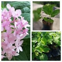 ราคา ต้นไฮเดรนเยีย​ พันธุ์​เบา​ ต้นแข็งแรง (6832388373)