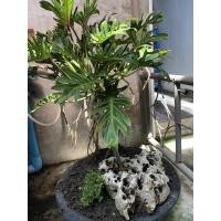 ราคา ฟิโลเดนดรอน ซานาดู ตันไม้ฟอกอากาศ (12320868994)