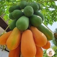 ราคา ถูกที่สุด ❗️บรรจุ100 เมล็ด เมล็ดพันธุ์แท้% เมล็ดพันธุ์มะละกอฮอลแลนด์ จากสวนผู้ปลูกโดยตรง (22746242990)