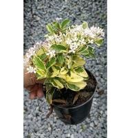 ราคา ต้นเข็มแคระด่าง สีทอง ดอกขาว ชมพู (19085516657)