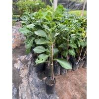 ราคา ต้นส้มโอทับทิมสยาม/เสียบยอด (22742105168)