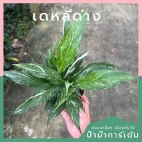 ราคา เดหลีใบด่าง ส่งพร้อมกระถาง 3 นิ้ว (18648340076)