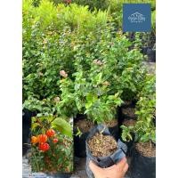 ราคา ต้นมะยมแดง มะยมฝรั่ง เชอรี่สเปน กิ่งตอน สูง 30 cm ขึ้นไป (27022568122)