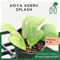 ราคา โฮย่าใบหัวใจ สแปช Hoya Kerrii splash กระถาง 4 นิ้ว (25526930846)