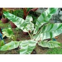 ราคา กล้วยด่างฟลอริด้าสวย (42775326058)