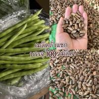ราคา เมล็ดถั่วแขก พันธุ์ถั่วแขกเกรดA พันธุ์จากดอยอ่างขาง 100เมล็ด (26228848363)