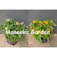 ราคา ต้นกระดุมเงิน ต้นกระดุมทอง แบบถุงหรือกระถาง 5-6 นิ้ว (ร้านจะส่งหลังจากได้รับคำสั่งซื้อ 1-3 วัน) (24565115609)