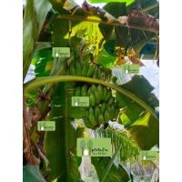 ราคา หน่อกล้วยน้ำว้าเตี้ย หน่อละ50บาท (5281116253)