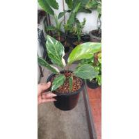 ราคา ต้นโชคเก้าชั้นด่างขาว (8304289128)