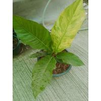 ราคา ต้นโชค 9 ชั้นด่าง พร้อมกระถางดำ 8" (19681702491)