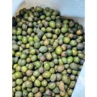 ราคา ขายส่ง 100 เมล็ด เมล็ดสนใบพาย Podocarpus polystachyus เมล็ดพันธุ์นำเข้า บอนไซ เมล็ดพันธุ์บอนไซ สนใบพายแคระ (21090952544)