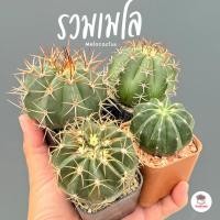 ราคา รวมเมโลแคคตัส Melocactus #กระถาง2นิ้ว แคคตัส กระบองเพชร cactus&succulent (25600483692)
