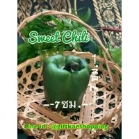 ราคา ผักปลอม โมเดลพริกหวานสีเขียวเกรดเอ (3818567130)