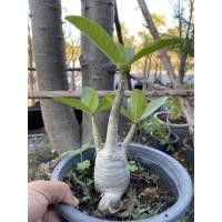 ราคา ชวนชม ยักษ์ ราคาถูก 29 บาท (3664030767)