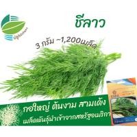 ราคา ผักชีลาว สามเด้ง (Dill) #ชีลาว (7538997285)
