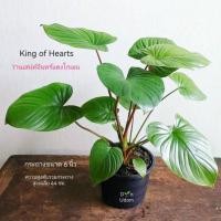 ราคา ว่านเสน่ห์จันทร์โกเมน King of Hearts ไม้ประดับใบสวยงาม ฟอกอากาศ ไม้มงคล ว่านเสน่ห์จันทร์แดง ส่งพร้อมกระถางพลาสติกตามรูป (9324546583)