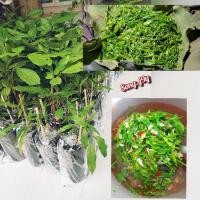 ราคา ต้นผักหวานป่าพันธุ์สีทอง ( เพาะเมล็ด ) ไซส์ใหญ่ 3 ต้น 120 บาท (24193498358)