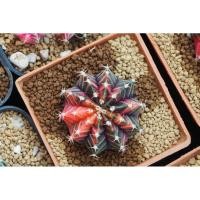 ราคา ❤️ยิมโนด่างด่างทุกพูสวยมาก❤️ (5256826235)