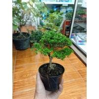 ราคา ต้นเพรมน่าไต้หวันบอนไซไม้จิ๋ว (20032040210)