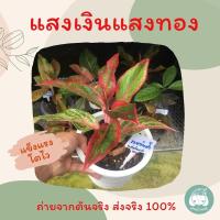 ราคา แสงเงินแสงทองสวนบ้านครู (13642372605)