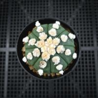 ราคา Astrophytum Nudum Ooibo Hanaizumi แอสโตรโออิโบะเรนเซฮาไนอิซุมิ (ส่งเคาะราก) (25258448719)