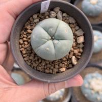 ราคา Lophophora Fricii variegated (7476802290)