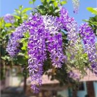 ราคา ต้นพวงครามออสเตรเลีย (19642320571)