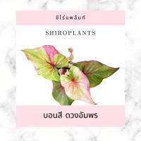 ราคา ดวงอัมพร บอนสี บอนเก่า บอนโบราณ บอนหายาก บอนน่าสะสม (11666984159)