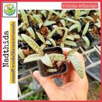 ราคา หอมทะเลทราย กระถาง 2นิ้ว เเคคตัส เเคคตัส มะพร้าวทะเลทราย Nadthida (20064818346)