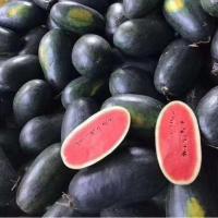 ราคา ความงามสีดำยักษ์ Watermelon Seeds for Planting (10 เมล็ด) ซุปเปอร์หวานฉ่ำน้ำเมล็ดแตงโมเมล็ด pa ควัน งอกสูง (46751526934)