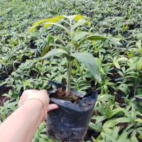 ราคา (แพ็คคู่ 2 ต้น) ปาล์มฟอกเทล ต้นกล้าฟอกเทล ต้นแข็งแรง พร้อมลงดิน ปาล์มหางกระรอก (Wodyetia bifurcata) (6315885362)