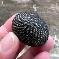 ราคา เบี้ยแก้หลวงปู่เพิ่ม ปุญญวสโน วัดกลางบางแก้ว จังหวัดนครปฐม สุดยอดเครื่องรางเบี้ยแก้..."เบี้ยเพิ่ม" (20051815350)