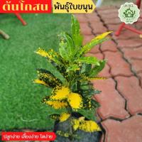 ราคา ต้นโกสน ต้นโกศล ไม้ประดับ โกสนใบขนุน จัดสวน (20703727262)