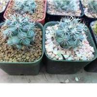 ราคา กระบองเพชร แคคตัส แมมชูแมน (Mammillaria schumannii) ดอกสีม่วงอ่อน/สีม่วงเข้ม :ซื้อ 5 แถม 1 (คละรายการได้) (10003485691)